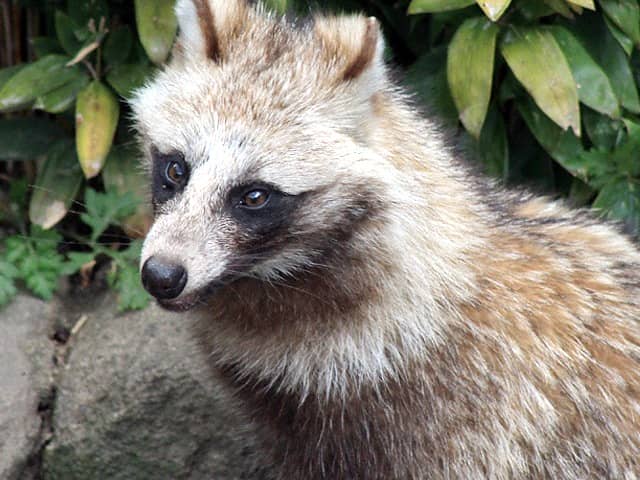 タヌキの画像 原寸画像検索