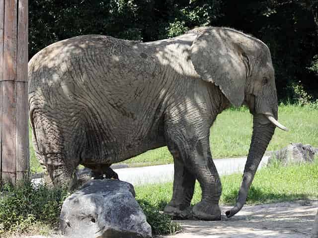 動物図鑑 アフリカゾウ