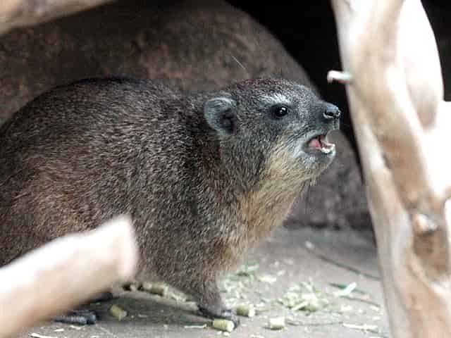 動物図鑑 ケープハイラックス ハイラックス