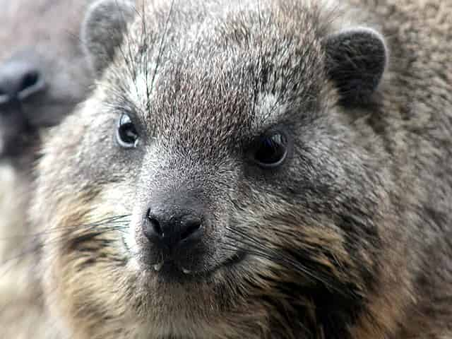 動物図鑑 ケープハイラックス ハイラックス