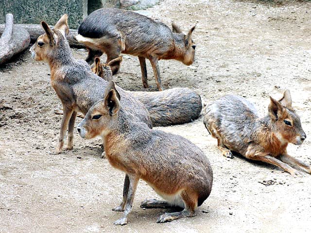 動物図鑑 マーラ パタゴニアマーラ