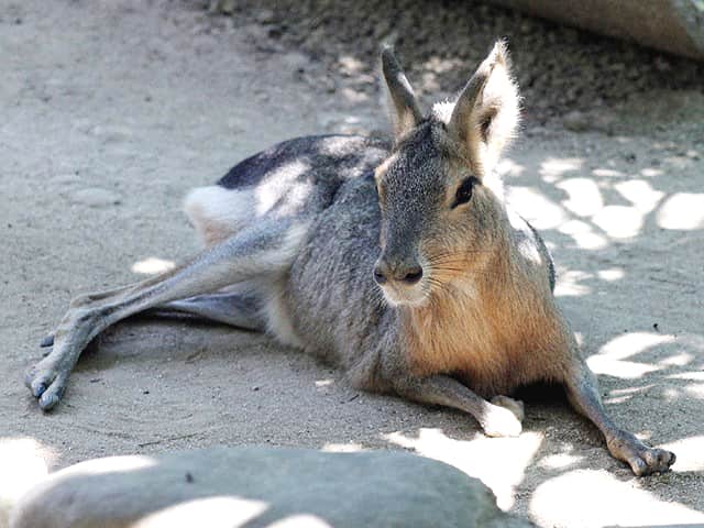 動物図鑑 マーラ パタゴニアマーラ