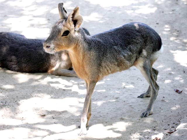 動物図鑑 マーラ パタゴニアマーラ