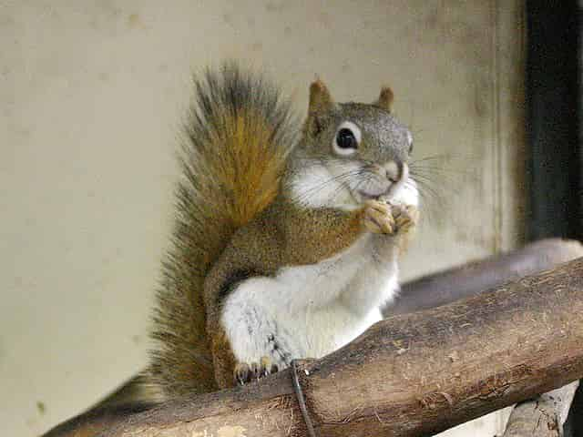 動物図鑑 アメリカアカリス