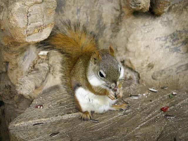 動物図鑑 アメリカアカリス