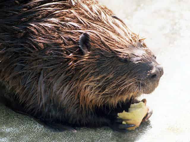 動物図鑑 アメリカビーバー ビーバー