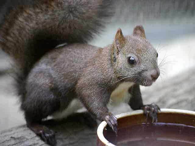 動物図鑑 エゾリス