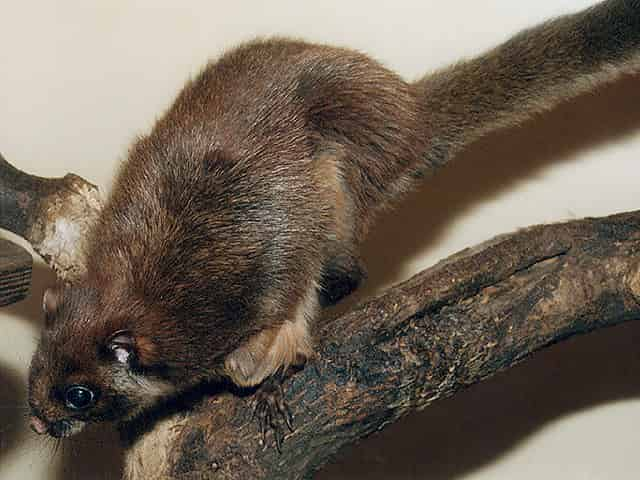 動物図鑑 ムササビ