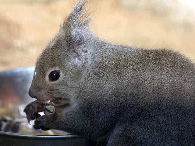 動物図鑑 ニホンリス ホンドリス