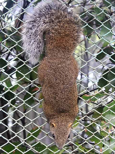 動物図鑑 タイワンリス