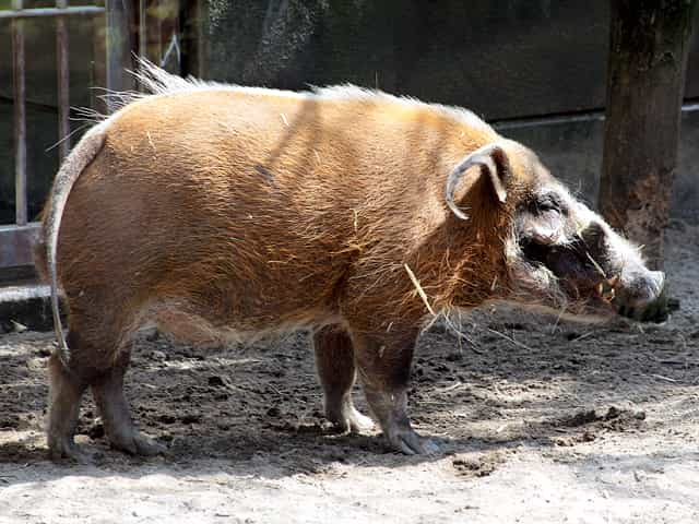 動物図鑑 アカカワイノシシ