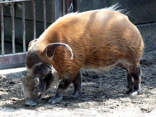 動物図鑑 アカカワイノシシ