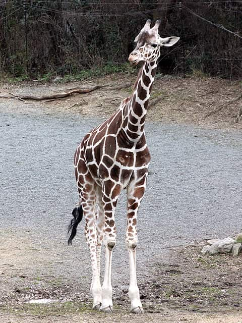 動物図鑑 キリン