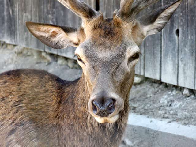 動物図鑑 偶蹄目 シカ科 マメジカ科