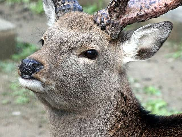 動物図鑑 ニホンジカ