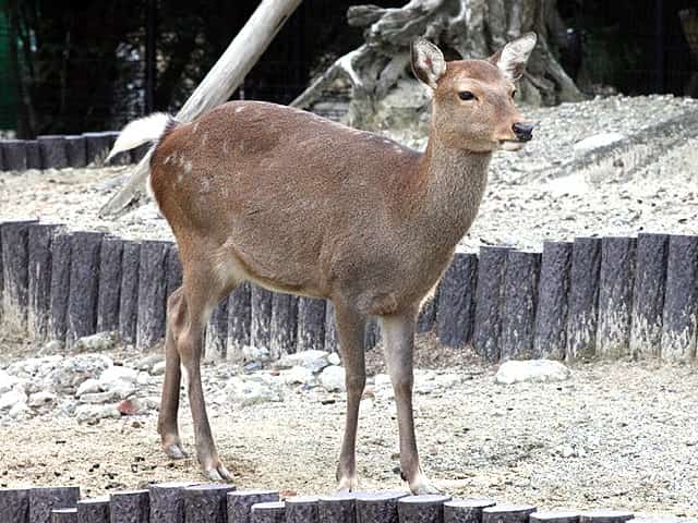 人気のコレクション 日本 鹿 種類