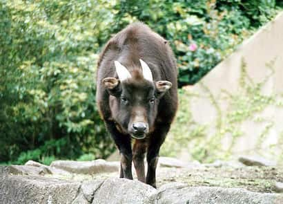 動物図鑑・ローランドアノア