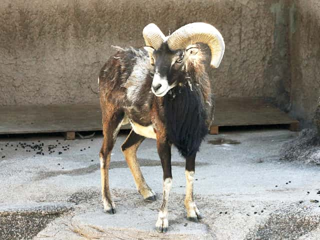 動物図鑑 ムフロン