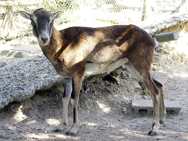 動物図鑑 ムフロン