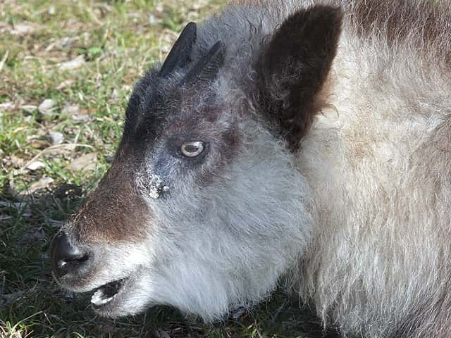 動物図鑑 ニホンカモシカ