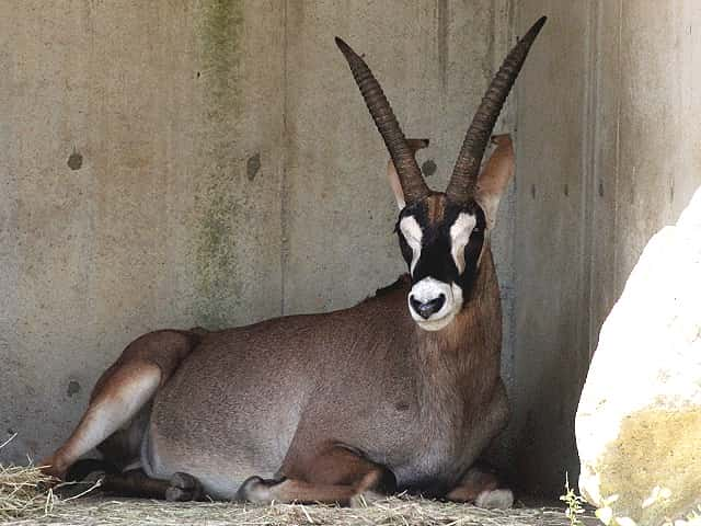 動物図鑑 ローンアンテロープ