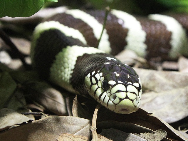 動物図鑑 カリフォルニア キングヘビ