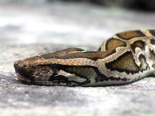 動物図鑑 ビルマニシキヘビ