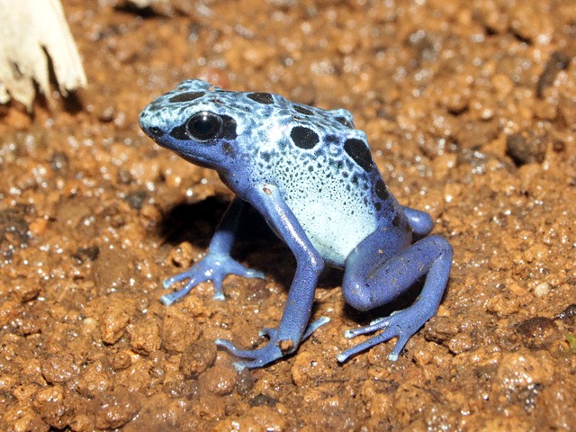 動物図鑑 コバルトヤドクガエル