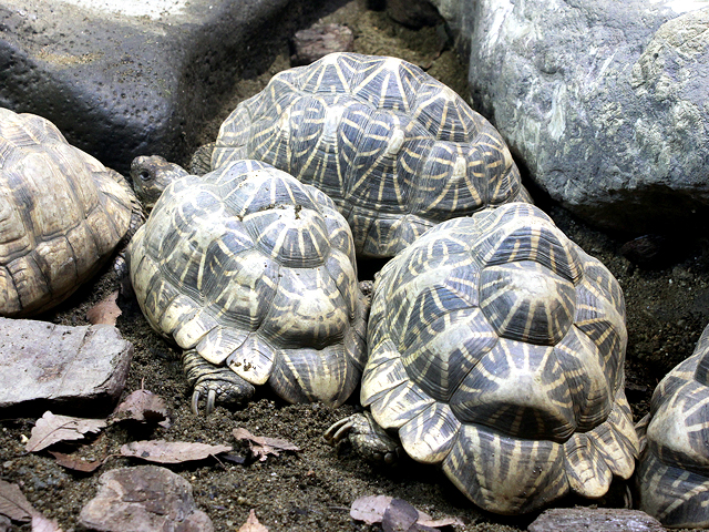 動物図鑑 インドホシガメ ホシガメ