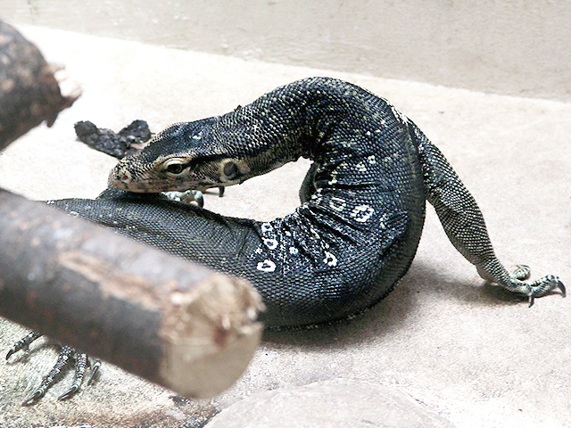 動物図鑑 ミズオオトカゲ マレーオオトカゲ