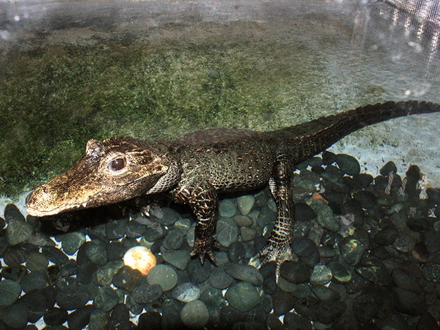 動物図鑑 ニシアフリカコビトワニ