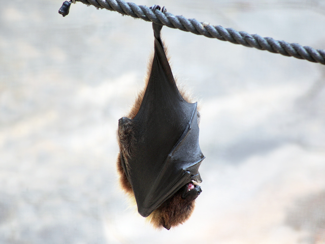 動物図鑑 クビワオオコウモリ