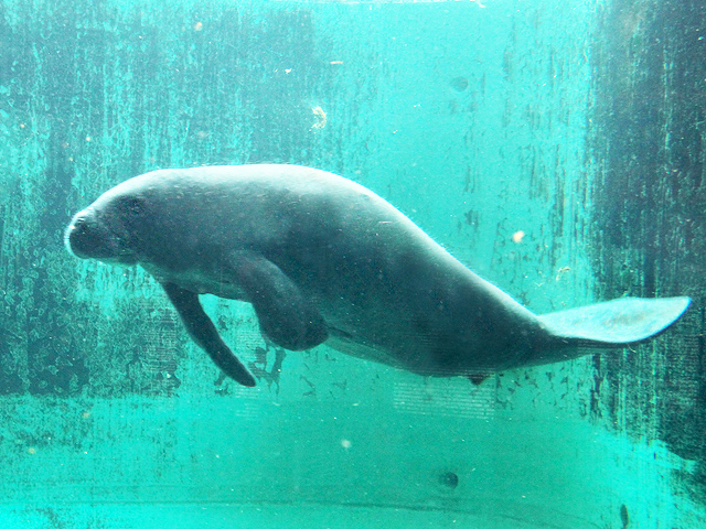 動物図鑑 アフリカマナティー