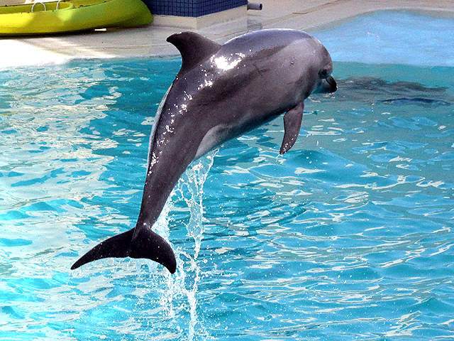 動物図鑑 バンドウイルカ