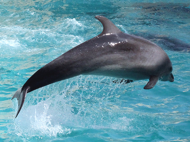 動物図鑑 バンドウイルカの種類 亜種