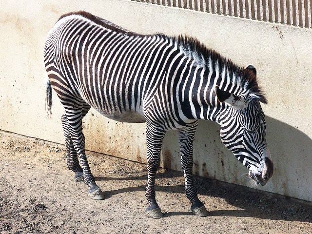 動物図鑑 グレビーシマウマ