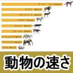 動物の走る速さ