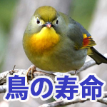 鳥類の寿命