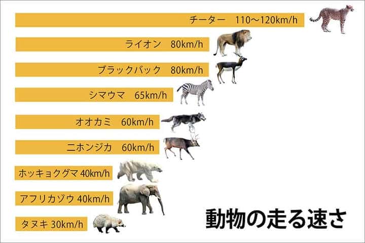動物の走る速さ