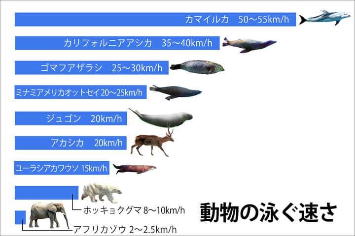 動物の泳ぐ速さ