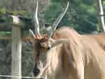 動物図鑑、エランド