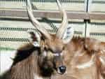 動物図鑑、シタツンガ