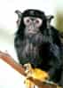 動物図鑑・アカテタマリン 3