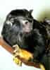 動物図鑑・アカテタマリンの写真 3
