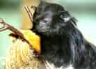 動物図鑑・アカテタマリン 1