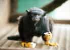 動物図鑑・アカテタマリンの写真 1
