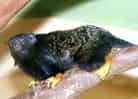 動物図鑑・アカテタマリン 2