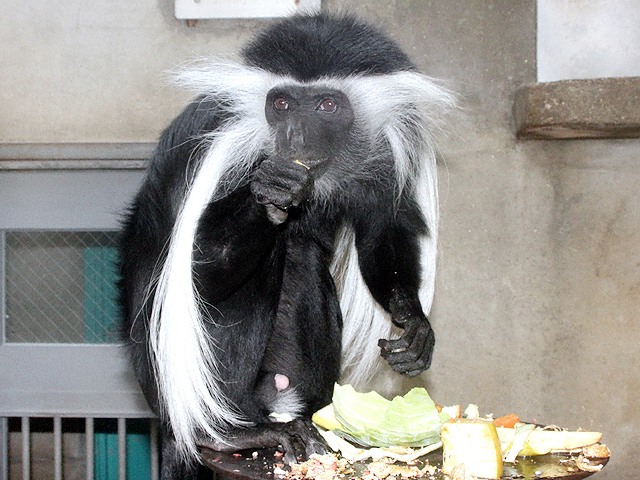 動物図鑑 アンゴラコロブス