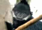 動物図鑑、フランソワルトン