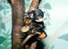 動物図鑑・ムネアカタマリン 4